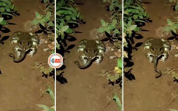 Mendhak Ka Video: कमजोर समझकर मेंढक पर झपट पड़ा सांप, लेकिन हुआ कुछ ऐसा की पड़ गए लेने के देने, देखें गजब का ये  वीडियो...