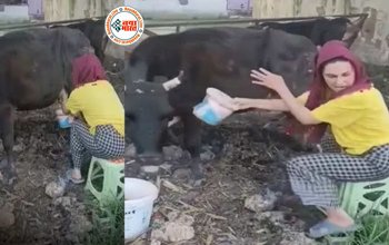 Girl's Very Funny Viral News : अंग्रेज लड़की निकाल रही थी गाय का दूध, तभी गाय ने की ऐसी हरकत, लड़की की हो गई हालत खराब- देखें मजेदार वीडियो...