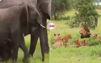 Hathi Ka Video: हाथियों का झुंड पहुँचा आराम फरमाते शेरो के बीच, झुंड देख शेरों के उड़े होश, अगले ही पल जो हुआ - देखें पूरा वीडियो...
