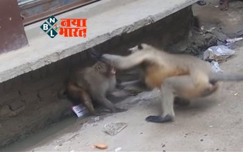 Bandar Ka Video: आमने-सामने आते ही लंगूर ने सामने बैठे बंदर को जड़ दिया तमाचा, फिर जो बवाल मचा पूरी कॉलोनी हिल गई- देखें वीडियो....