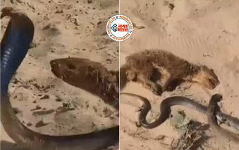 Cobra and Mongoose Fight : सांप-नेवले की ऐसी हुई लड़ाई.... नेवले ने अंतिम सांस तक सांप पर किया वार, नज़ारा देख आपकी रूंह कांप जाएगी- देखें वीडियो...