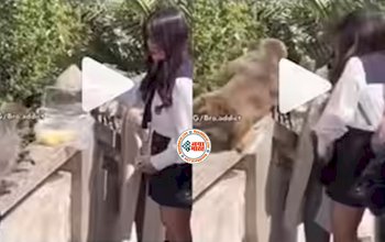 Monkey's Viral-News : शरारती बंदरो को खाना खिलाने पहुँच गई लड़की, फिर बन्दर ने जो किया, नज़ारा देखते रह जायेंगे आप- देखें वीडियो...