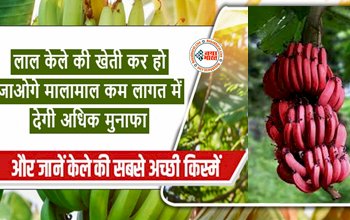 Red Banana Cultivation Big Alert 2023: लाल केले की खेती कर हो जाओगे मालामाल, कम लागत में देगी अधिक मुनाफा, जानिए लाल केले की खेती करने का तरीका...
