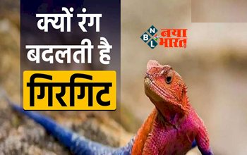 why chameleon changes color : इंसान रंग बदले ना बदले क्यों रंग बदलता है गिरगिट, वैज्ञानिकों ने खोला इसका रहस्य, वजह जान उड़ जायेंगे आपके होश...