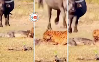 Crocodile and Leopard : खूंखार तेंदुए के इलाके में शिकार करने पहुँच गया मगरमच्छ, लेकिन हुआ कुछ ऐसा, कि खुद ही बन गया शिकार- देखें वीडियो...