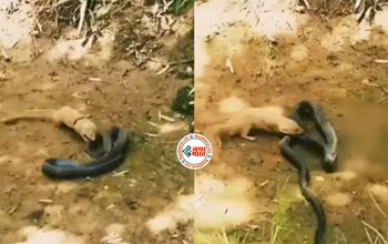 Snake Mongoose Fight : खतरनाक किंगकोबरा और खूंखार नेवले की हुई जबरदस्त लड़ाई, फिर जो हुआ नज़ारा देख रुंह काँप जाएगी आपकी...