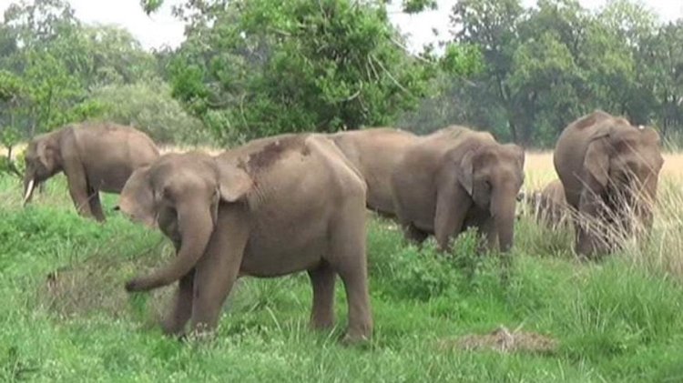 एक बार फिर पहुंचा सीतानदी रेंज में 35 हाथियों का दल... हाथियों के दस्तक से ग्रामीणों में दहशत का माहौल... वन विभाग ने किया कई गांव को अलर्ट...
