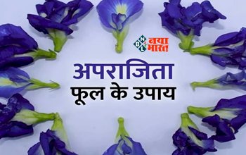 Benefits of Aparajita Flower : अपराजिता के फूल से करें ये अचूक और कमाल के टोटके, जीवन की कई परेशानियों का अंत करने में करेगा मदद, धनो की कमी भी होगी दूर, यहाँ देखें आसान उपाय...