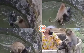 Must Watch Monkey Saving Cat: Cute little Monkey ने अपने दोस्त kitten की जान बचाने कर डाली ऐसी कोशिश, बन गया मिसाल- देखें वीडियो...