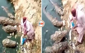 Crocodile Viral video: मगरमच्छ को जैसे ही शख्स ने किया खाना खिलाना शुरू आ गया पूरा झुंड, फिर आगे जो हुआ वो देखने लायक था- देखें वीडियो...