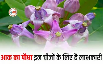 Benefits of Aak : साधारण से दिखने वाला आक के पौधे के है कई चमत्कारी फायदें, दूर होती हैं ये कई परेशानियां...