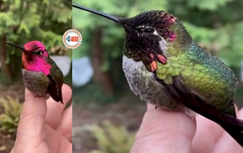 Rare of Nature : रंग बदलने के मामले में गिरगिट को भी पीछे छोड़ दिया इस पक्षी ने, पलक झपकते ही बदलती है रंग- यहाँ देखें वीडियो...
