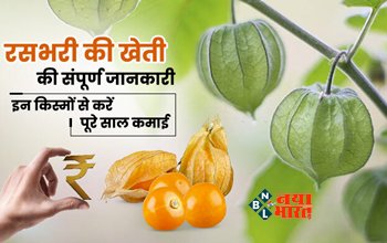 Rasbhari Farming : आज ही कम लगत में शुरू करें इस फल की खेती, मार्केट में है भारी डिमांड, होगी बम्पर कमाई...