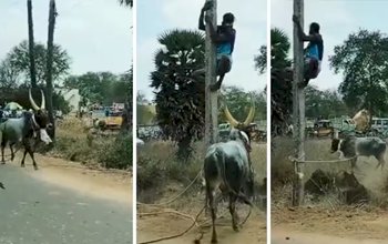 Angry Bull Ran Over the Man: गुस्साये सांड ने दौड़ाया तो खम्भे पर चढ़ गया युवक, लेकिन फिर भी नहीं बनी बात, हो गई ऐसी हालत...- यहाँ देखें वीडियो...