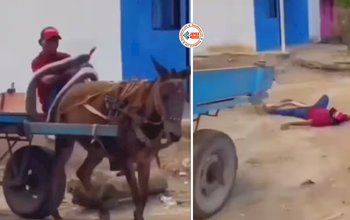 Funny Video: तांगे पर आराम से बैठकर जा रहा था शख्स, तभी अचानक उसके ऊपर गिर गया एक नकली सांप, फिर जो हुआ...- यहाँ देखें वीडियो...