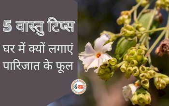 Vastu Tips For Parijat Plant : घर में पारिजात का पौधा क्यों लगाना चाहिए? जानें पारिजात के पेड़ के 5 वास्तु टिप्स...