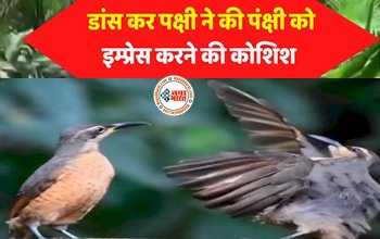 Bird Dance Viral Video: पक्षी ने अपने पार्टनर को इम्प्रेस के लिए किया खूबसूरत डांस, सोशल मीडिया यूजर्स बोले- पहली बार देखा ऐसा वीडियो...
