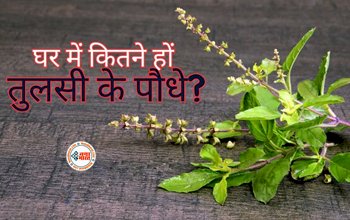 Vastu Tips for Tulsi: क्या घर में एक से अधिक तुलसी के पौधे? यहाँ जाने क्या होता है इसका प्रभाव...