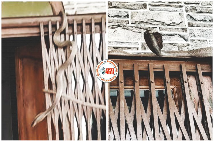 CG Snake Rescue Video: दंपति के सिर के ऊपर मंडरा रहा था मौत, दरवाजा खोलते ही सिर के ठीक ऊपर लटका था नाग, फिर जो हुआ, देखें वीडियो......