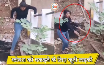 King Cobra Viral News: बिल में जा रहे सांप को देखते ही अचानक लड़की ने लगाईं छलांग, फिर दोनों सांप को पकड़ लिया, नजारा देख रूह कांप जाएगी आपकी- यहाँ देखें वीडियो...