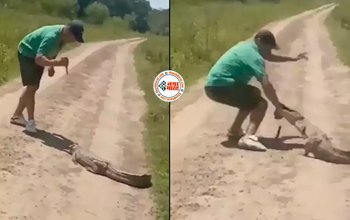 Magarmach Viral News : मगरमच्छ को हल्के में ले रहा था शख्स, चाकू लेकर गोदने पहुंचा, तभी मगरमच्छ ने किया ऐसा पलटवार, नज़ारा देख रूंह कांप जाएगी- यहाँ देखें वीडियो...