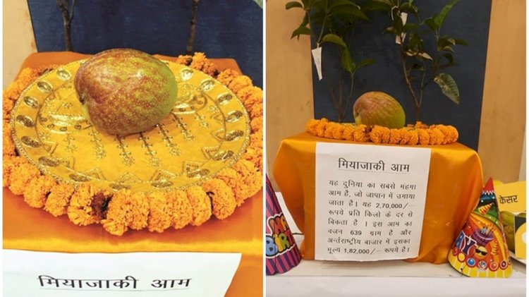 छत्तीसगढ़ की धरती में उगा दुनिया का सबसे महंगा आम, एक किलो की कीमत जानकर आप भी हो जाएंगे हैरान, जाने क्या है इसकी खासियत…