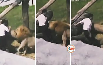 Lion Viral News : खतरनाक शेर से मस्ती करना शख्स को पड़ गया भारी, हुआ कुछ ऐसा तुरंत बैठ गया शख्स- देखें वीडियो...