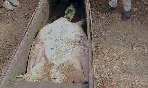 Tortoise in Mahanadi: महानदी में मिला विशालकाय दुर्लभ कछुआ, दीदार के लिए लगी लोगों की भीड़, देखें वीडियो…
