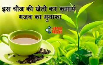Business Ideas : इस चीज की खेती कर कमायें गजब का मुनाफा, गांव से लेकर शहरों तक है डिमांड, लागत सिर्फ इतनी...