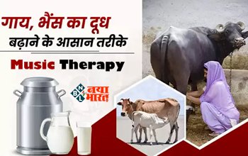 Music Therapy : संगीत थेरेपी से ज्यादा दूध देने लगती हैं गाय और भैंस! रिसर्च में हुआ चौंकाने वाला खुलासा, ना करें ये गलती...