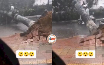 Scooty Girl Video : तेज हवा से पेड़ उखड़कर जा गिरी सड़क पर, तभी आ गई स्कूटी गर्ल, फिर जो हुआ...- यहाँ देखें नज़ारा...