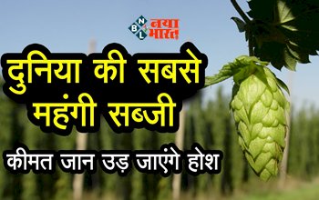 World Most Expensive Vegetable : सोने से भी महंगा है यह सब्जी, जाने विश्व की सबसे महंगी सब्जी के बारें में, क्या है खासियत...