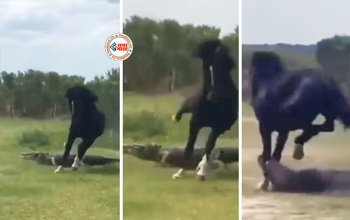 Battle of Crocodile and The Horse: मैदान पर मगरमच्छ और घोड़े की हुई सीधी भिड़ंत, मगरमच्छ भगाना चाहता था घोड़ा, लेकिन शिकारी ने कर दिया तख्ता पलट- देखें वीडियो...