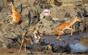 Magarmach Viral News: खूंखार मगरमच्छ की चपेट में आ गया हिरणी, दबोचने वाला ही था की तभी हो गया चमत्कार- देखें वीडियो...