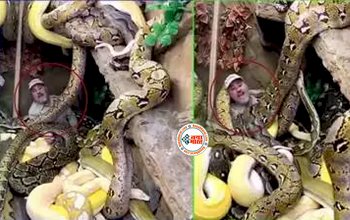 Python Viral News : रंग-बिरंगे और विशालकाय अजगरों के बीच बैठा था शख्स, लेकिन फिर जो हुआ, नजारा देख सिर पकड़ लेंगे आप- देखें वीडियो...