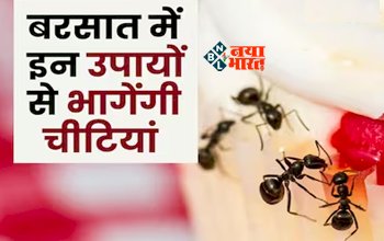 Get Rid Of Ants : घर में चीटियों के आतंक से हैं परेशान? अपनाएं ये 3 घरेलू नुस्खे, मिल जायेगा छुटकारा...