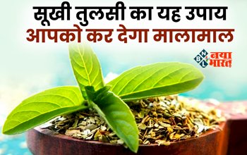 Vastu Tips : सुखी हुई तुलसी को ना करें फेंकने की गलती! करें ये आसान सा उपाय, घर में होगी धन की वर्षा...