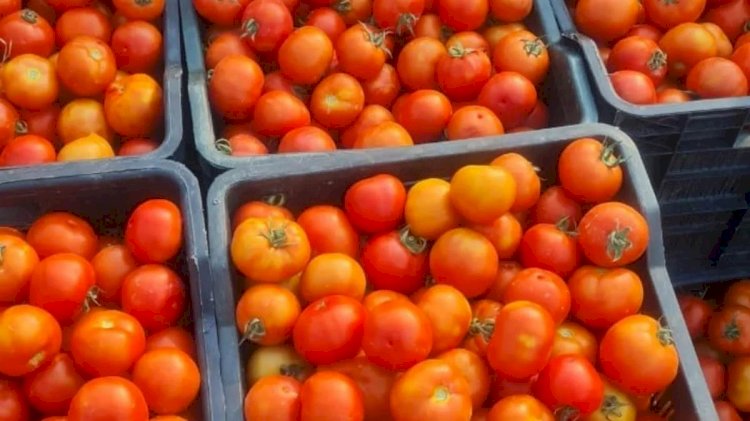 Tomato Prices : केंद्र सरकार का बड़ा कदम, सस्ते होंगे टमाटर, जानिए कैसे कंट्रोल होंगे दाम.....