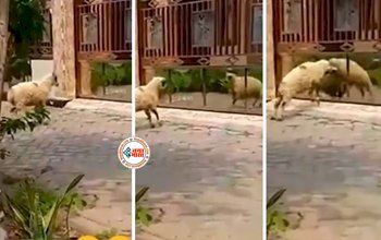 Funny Animal Video: शीशे में खुद का चेहरा देखते ही पगला गया भेड़, करने लगा ऐसा हरकत, आप भी रह जायेंगे देखते- देखे वीडियो...
