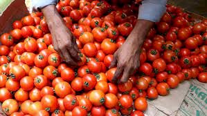 Tomato Price Hike : महंगाई से राहत! आज से मात्र इतने रुपए में बिकेगा टमाटर