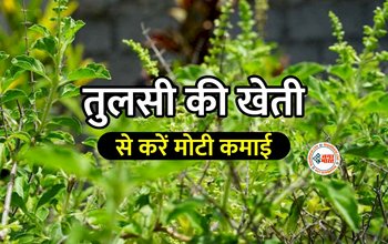 Tulsi ki kheti : सिर्फ 15000 की लागत से शुरू करें तुलसी की खेती! लाखो में होगी कमाई...