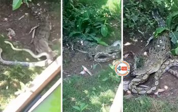 Crocodile and Python Fight: आपस में भीड़ गये मगरमच्छ और अजगर, हुई ऐसी लड़ाई, नज़ारा देख खड़े हो जायेंगे रोंगटे- देखें वीडियो...