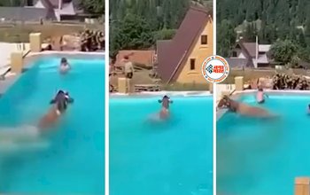 Funny Animal Video: दो लड़कों को नहाते देख, गाय ने भी लगा दी स्विमिंग पूल में छलांग, फिर जो हुआ...- देखें वीडियो...