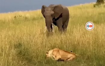 Elephant Viral News: आराम से बैठी थी खूंखार शेरनी, तभी उसके पास आ धमकी हाथी, फिर जो हुआ... नज़ारा देख अपनी ही आँखों पर नहीं होगा भरोसा- देखें वीडियो...