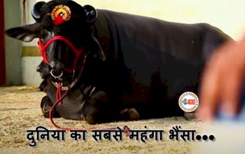 Most Expensive Buffalo : दुनिया का सबसे महंगा भैंसा! जानें हरियाणा के इस ‘युवराज’ के बारे में, कीमत सुन उड़ जायेंगे आपके होश, ये है इसकी खासियत...