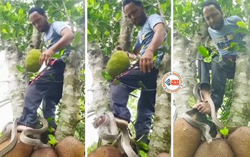 Snake and Jackfruit Video: कटहल तोड़ने गए शख्स के पैर में लिपटा सांप, फिर हुआ कुछ ऐसा, जिसे देख रोंगटे हो जाएंगे खड़े- देखें वीडियो...
