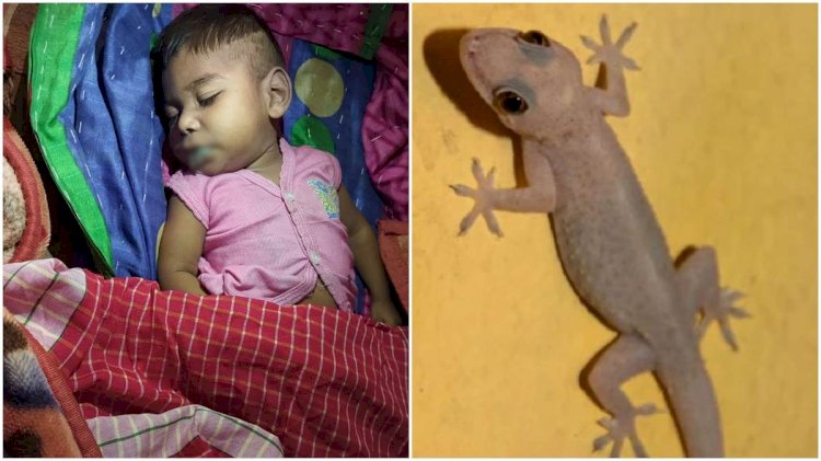 CG News : मुंह में छिपकली घुसने से 3 साल के बच्चे की मौत, सोया हुआ था मासूम, पल भर में परिवार में छाया मातम....