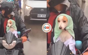 Dog Viral Video: डॉगी को पहले बच्चे की तरह सजाया फिर स्कूटी पर बैठाया, बारिश आई तो सर पर पहना दिया स्कार्फ, देखें मजेदार वीडियो...