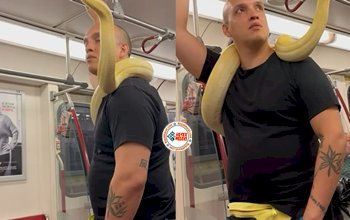 Metro Viral News: गले में खतरनाक सांप लपेटकर मेट्रो में घूमता दिखा शख्स, फिर जो हो गया हिल जाओगे- देखे वीडियो...