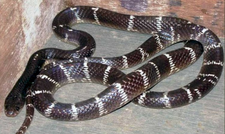 CG News : रात में सोते वक्त बिस्तर पर चढ़ाकर गर्भवती महिला को जहरीले सांप ने डंसा, घर में किलकारी गूंजने से पहले पसरा मातम....